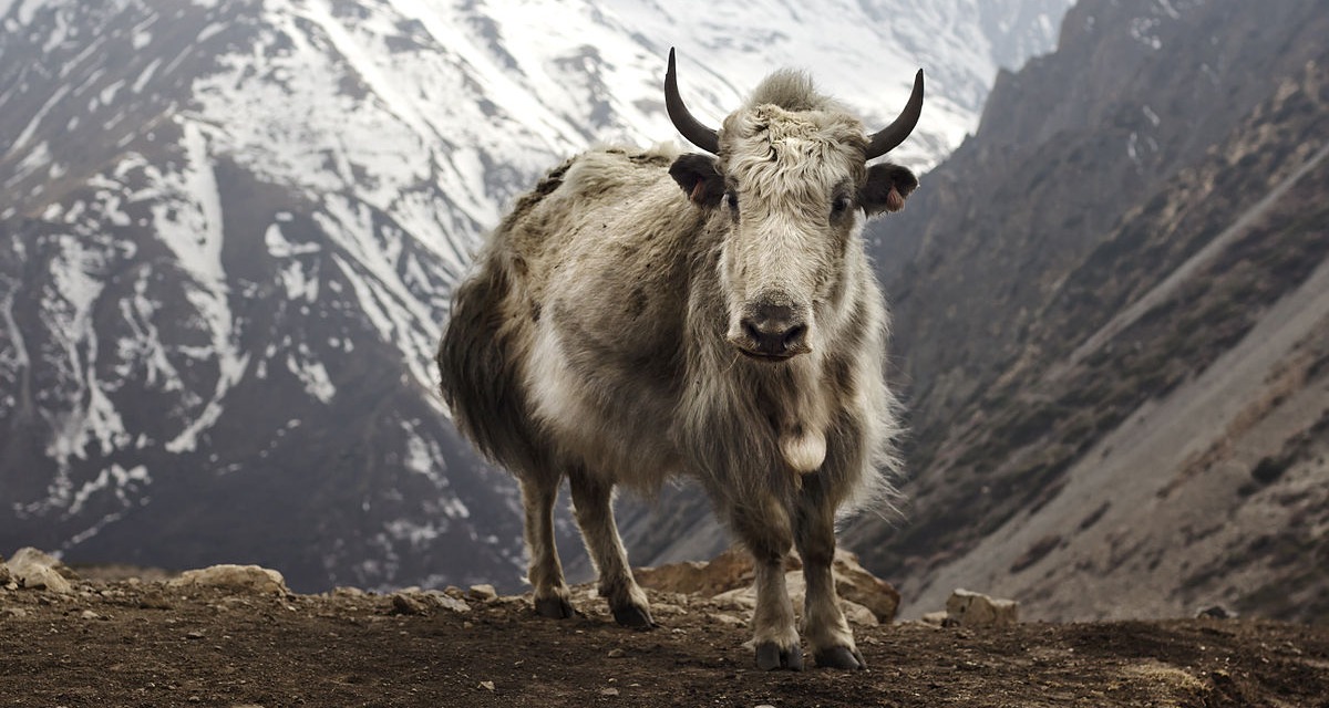 1200px-Bos_grunniens_at_Letdar_on_Annapurna_Circuit